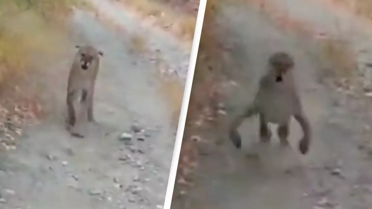 Hiker shares his terrifying encounter with mountain lion that left him lucky to be alive