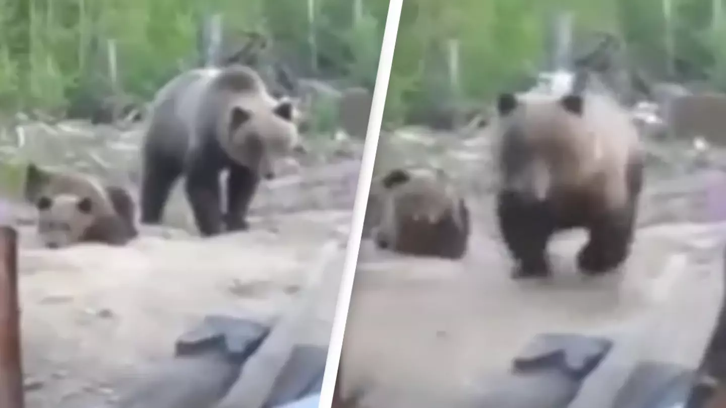 Terrifying last moments of men before bear attacked them captured on camera