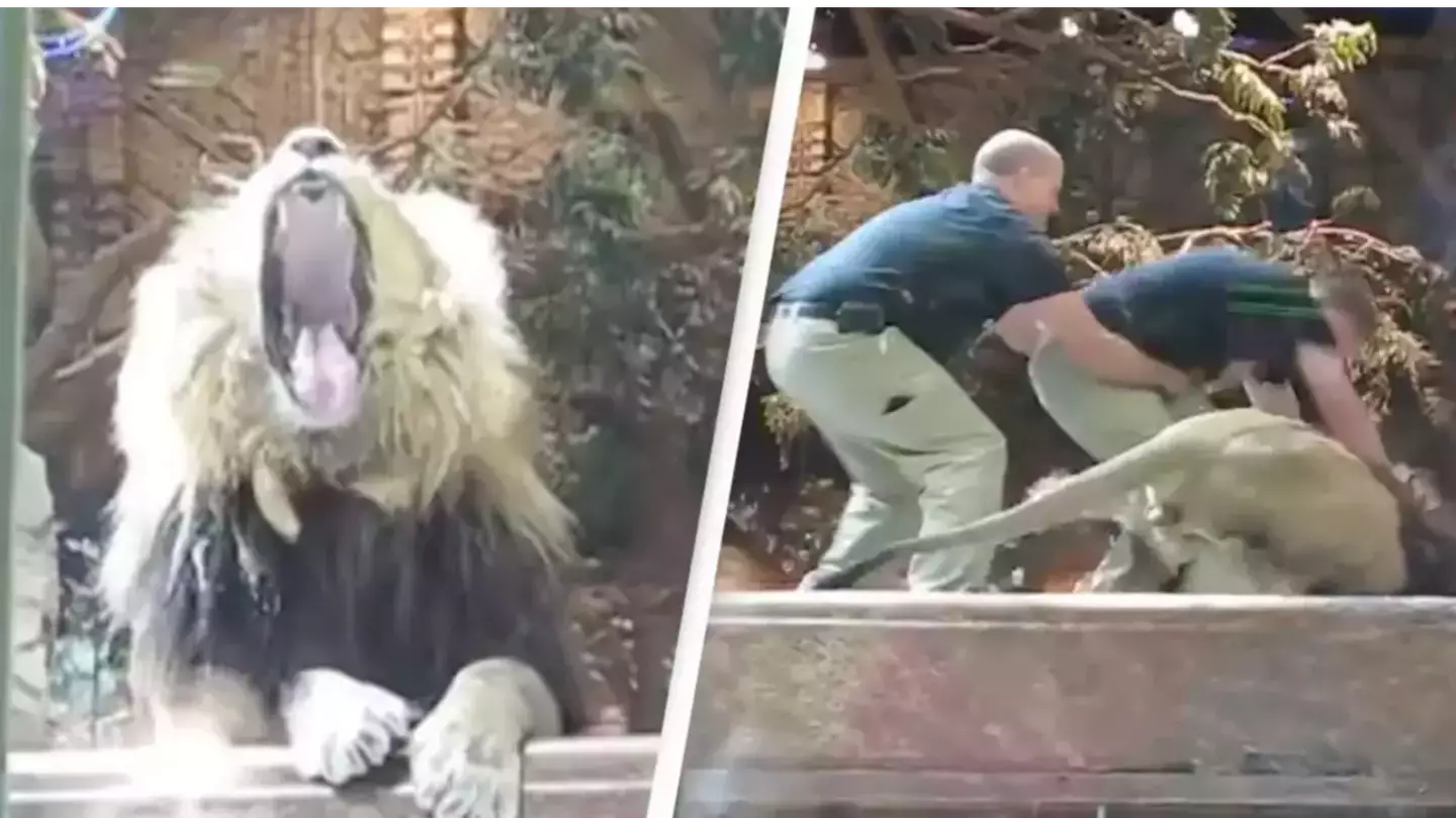 Unbelievable moment zookeeper is attacked by a lion but saved by a lioness