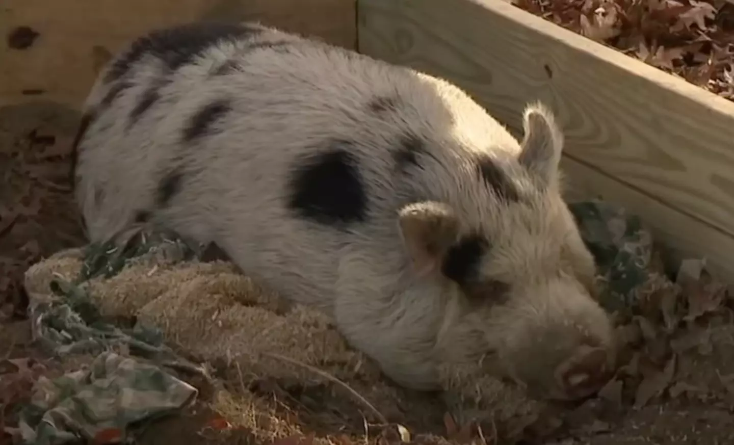 Chelsea Rumbaugh brought the cheekily named pig home to her farm on October 13.