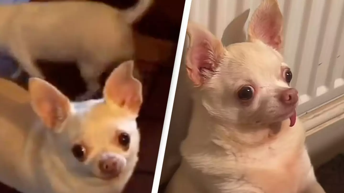 Dog with ‘English accent’ leaves people baffled as it says ‘hello’