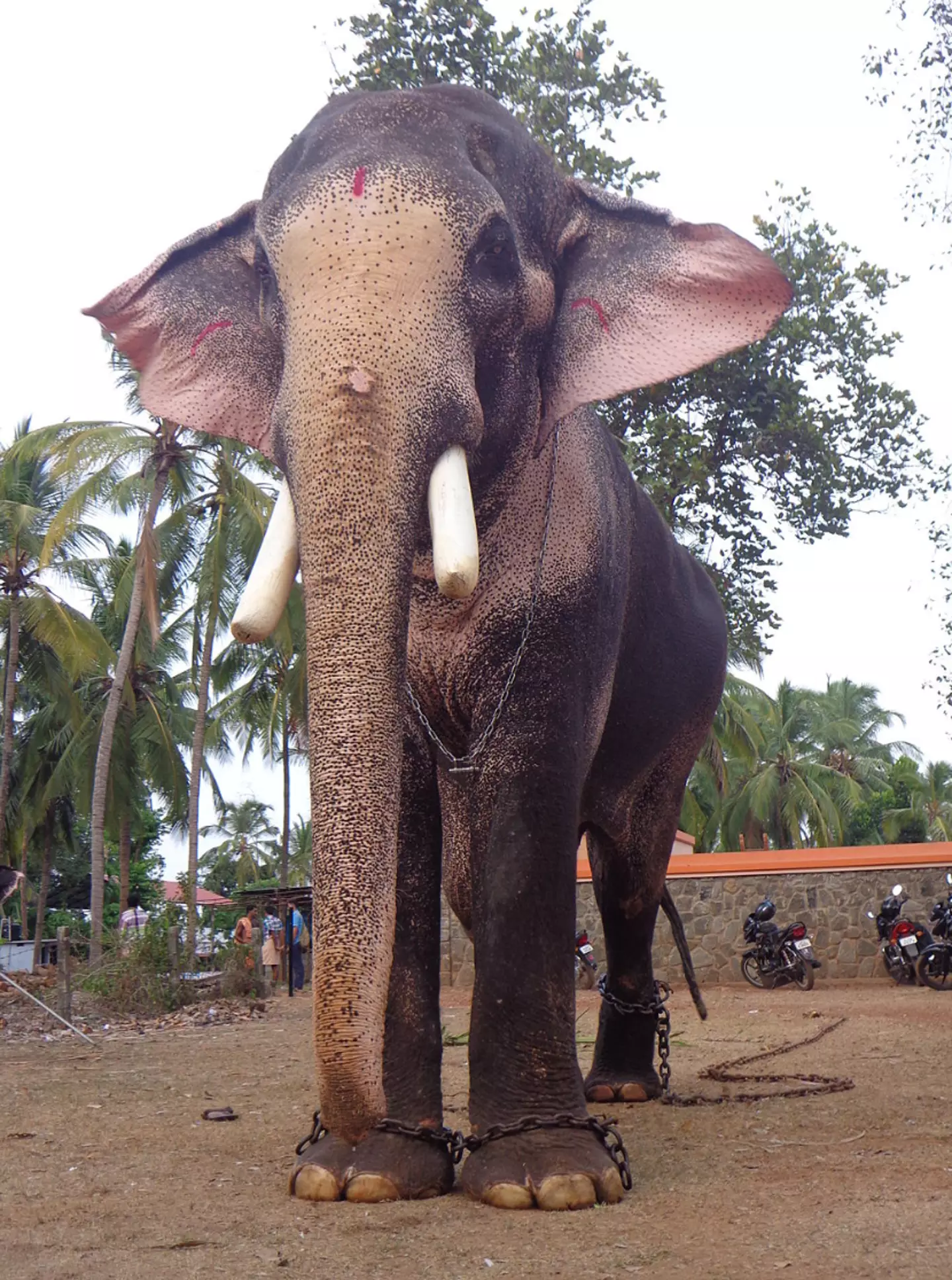 This is one elephant you wouldn't want to mess with.
