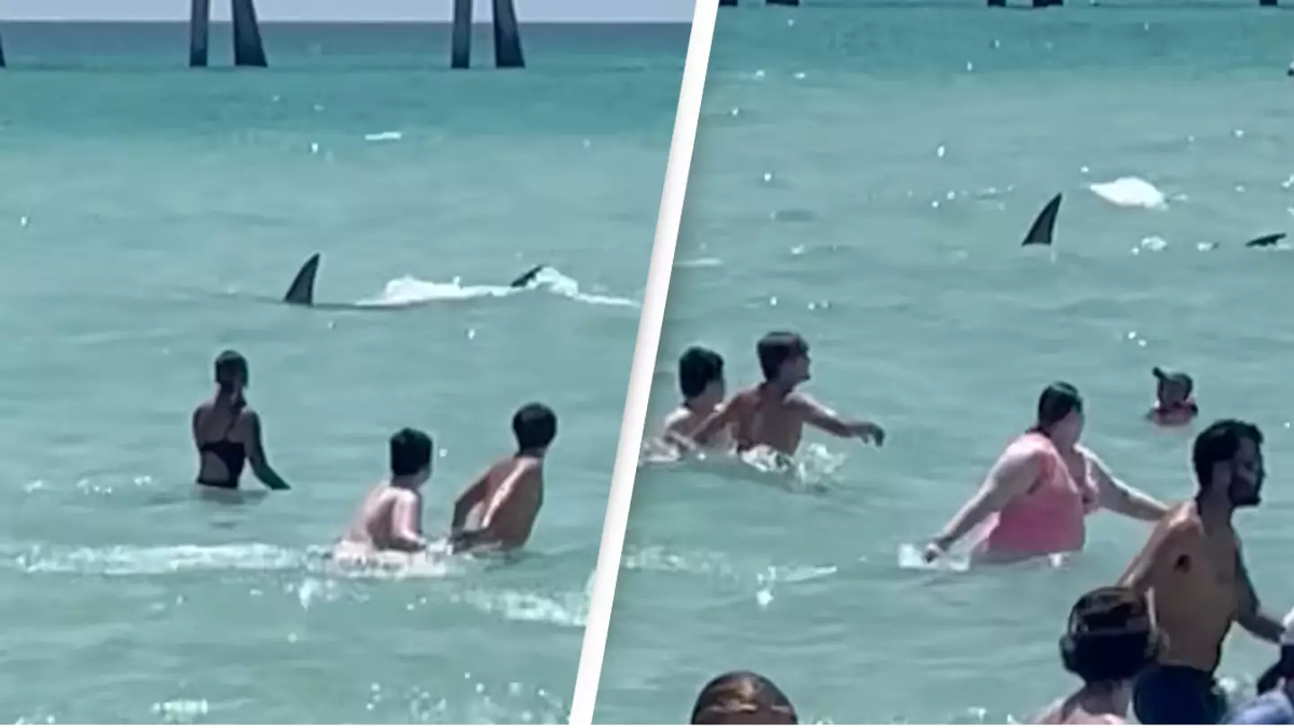 Florida beachgoers leave people baffled with their reaction to massive shark swimming amongst them