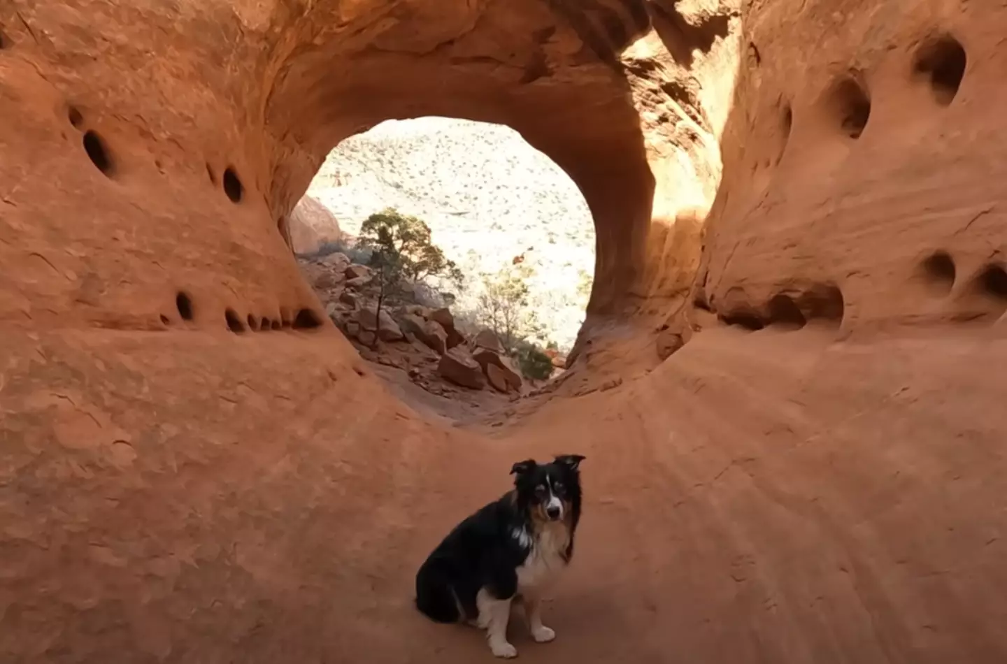 Beautiful sights plus a dog - what's not to love? (YouTube/ @thePOVchannel) 