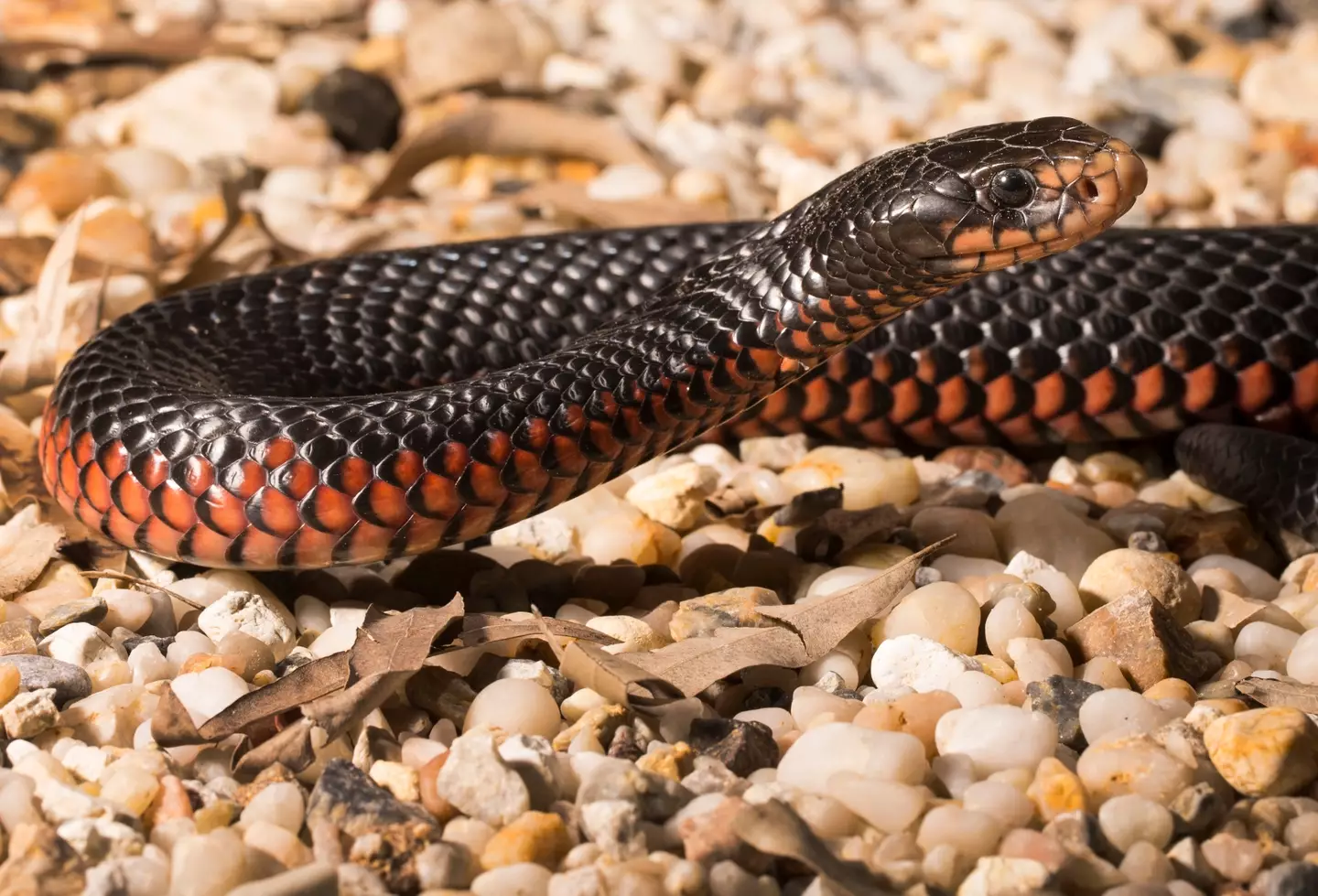 Red-bellied black snakes are often found in parts of eastern Australia. (Jono Searle / Contributor)