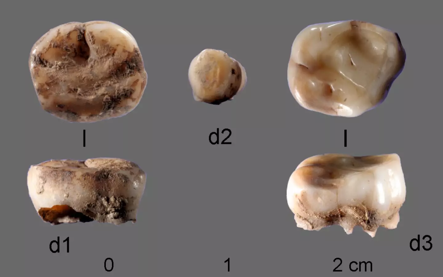 Milk teeth were found to have a thousands year old virus in them. (Lundbeck Foundation GeoGenetics Center/Mælketænderne fra Sibirien)