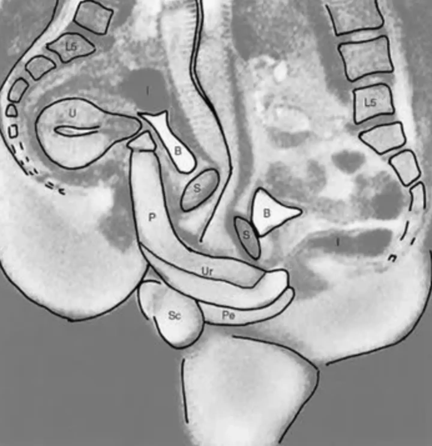The black and white images also come with a handy key for identifying what body part is where. (The BMJ)