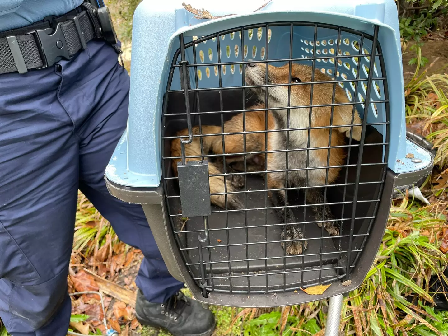 A fox responsible for at least nine bites has been euthanised.