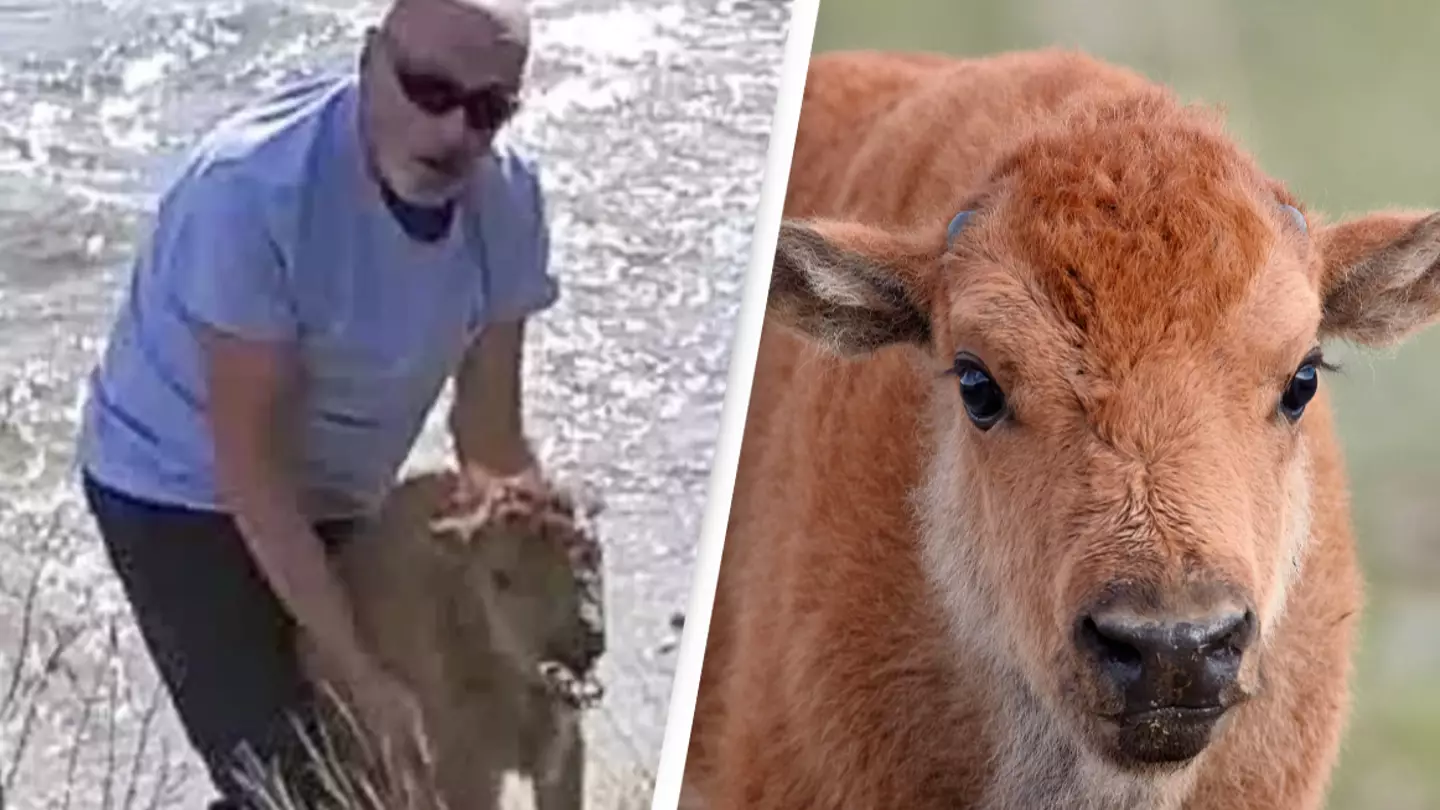 Yellowstone kills baby bison after it's touched by park visitor