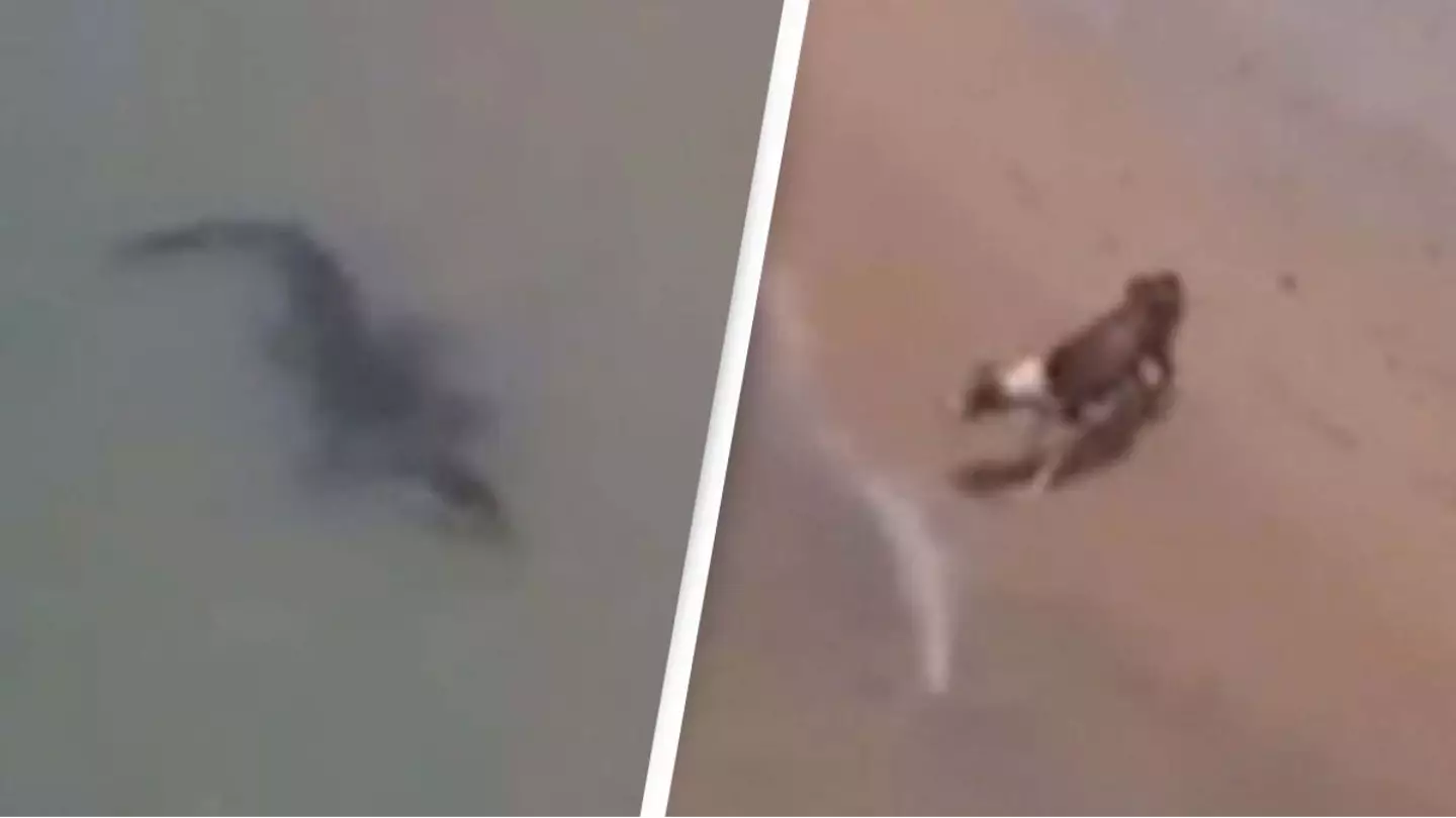 Terrifying footage captures crocodile stalking a dog’s every move on beach