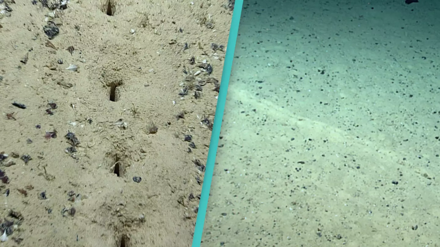 Scientists baffled by mysterious perfectly aligned holes on sea floor