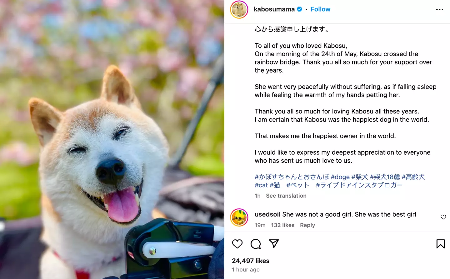 Kabosu's owner shared the news of her death online. (Instagram/@kabosumama)