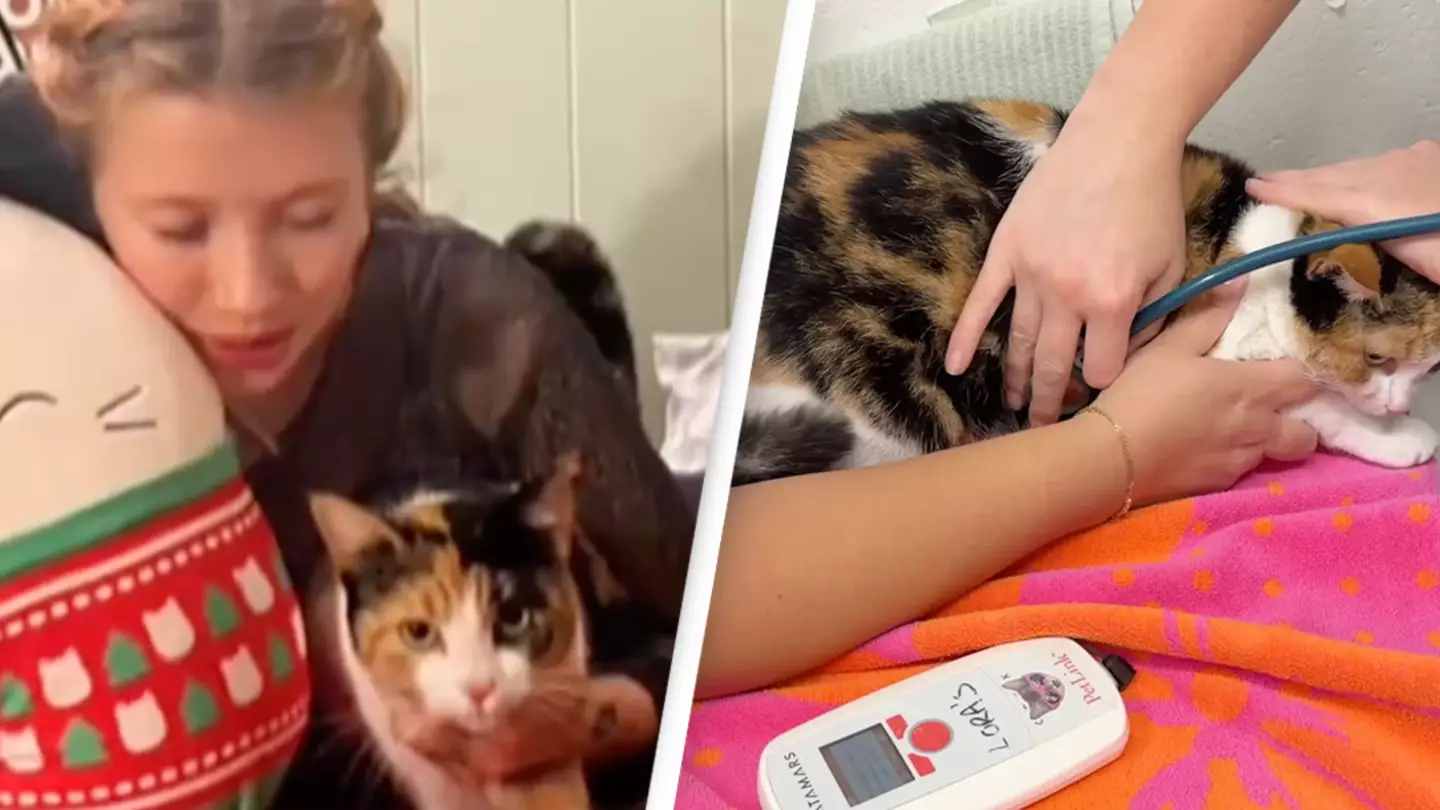 'Beautiful' moment cat reunites with family after surviving Maui wildfires 6 months ago
