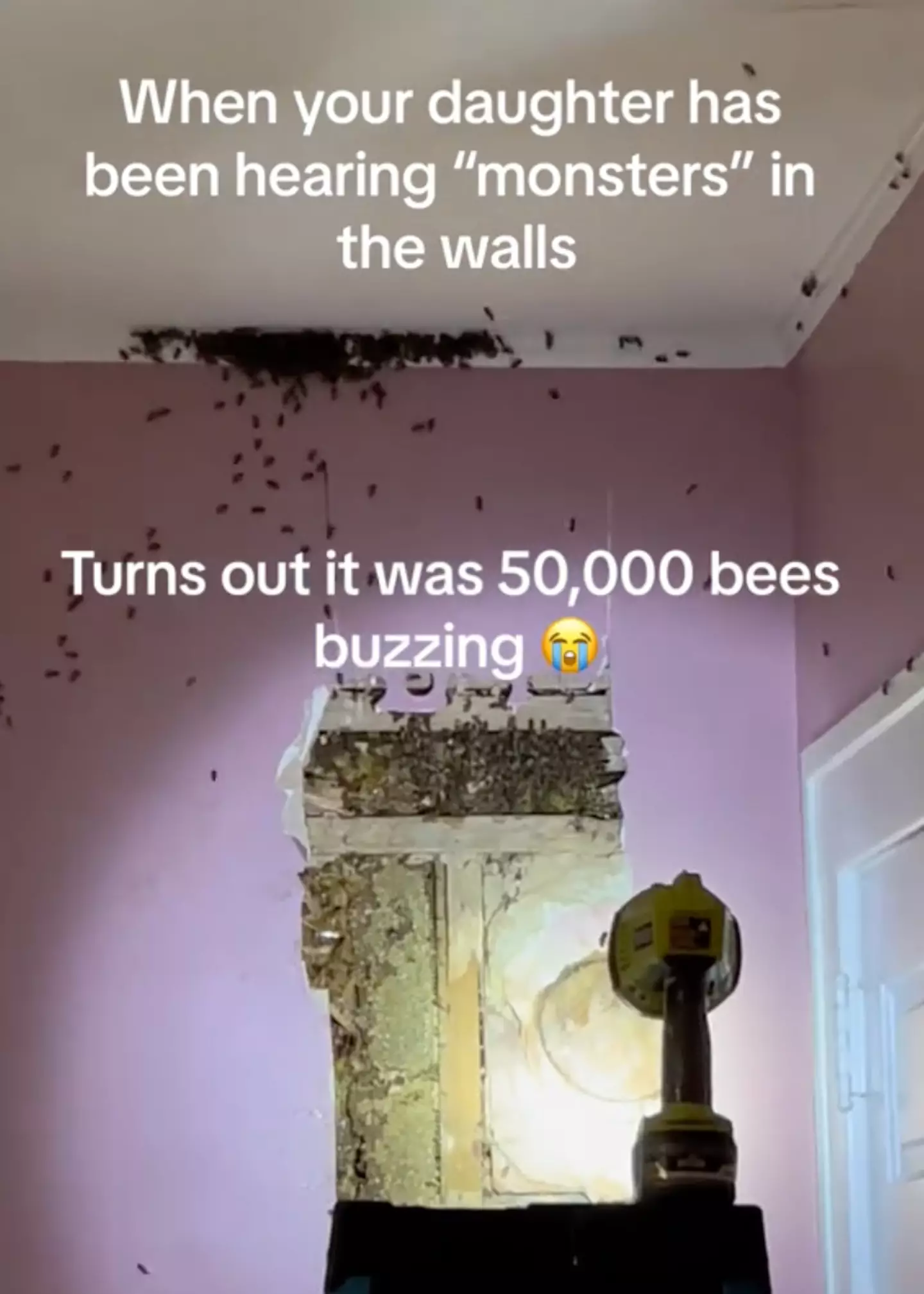 It took three extractions to get rid of all the bees. (TikTok/@classashley)