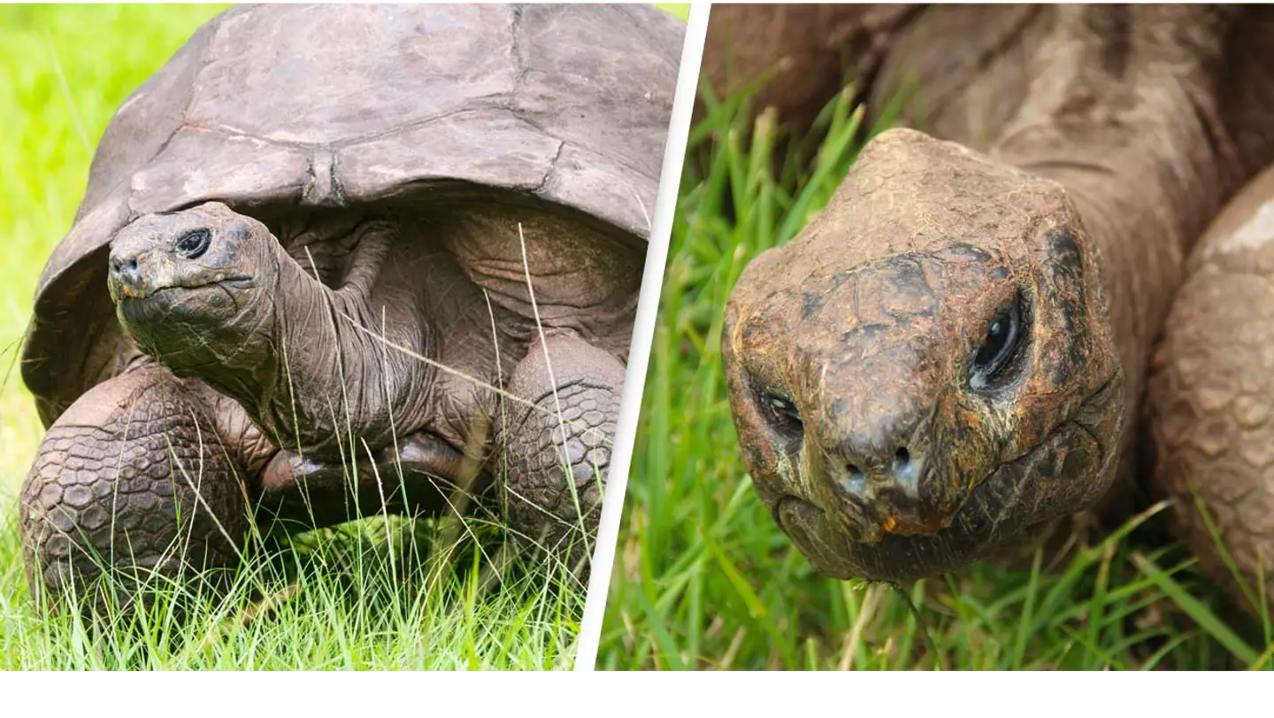 Jonathan The World's Oldest Tortoise Celebrates Landmark Birthday