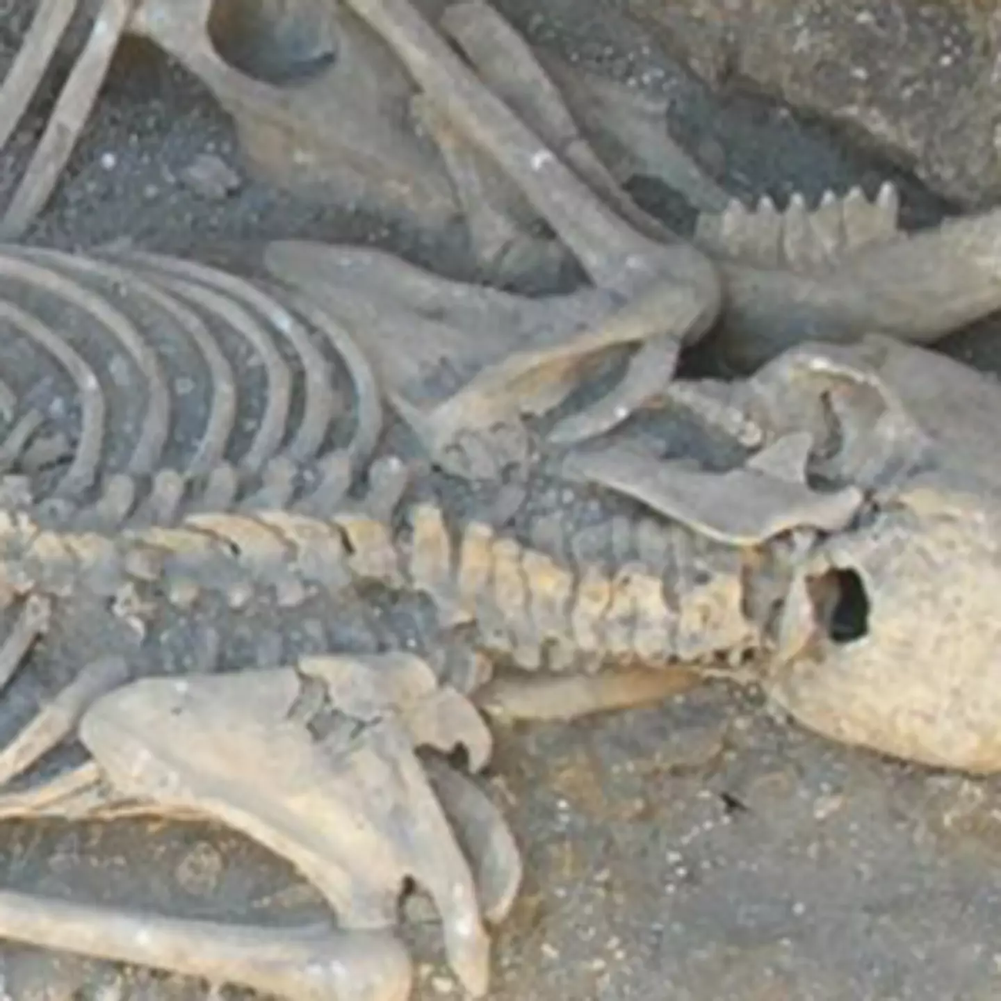 Archaeologists discover ‘brutalized' Iron Age skeleton that’s rare evidence of human blood sacrifice