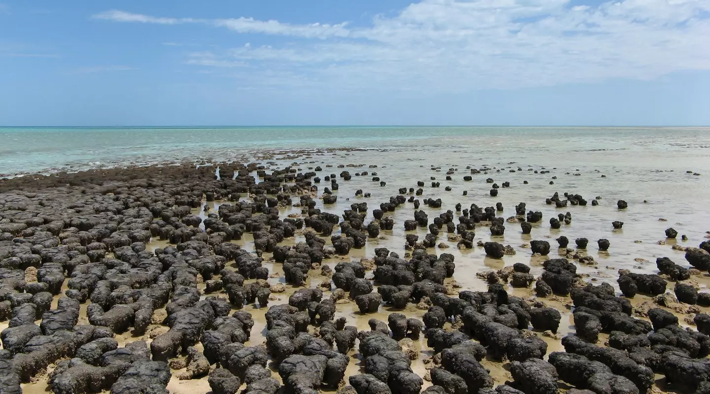 There are lots of ancient stromatolites in Shark Bay in Australia (Koradi/Getty)