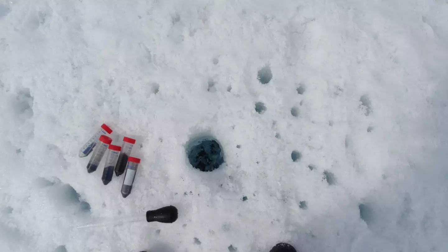 Giant viruses were found in both dark ice and red snow (Laura Perini, Aahus University)