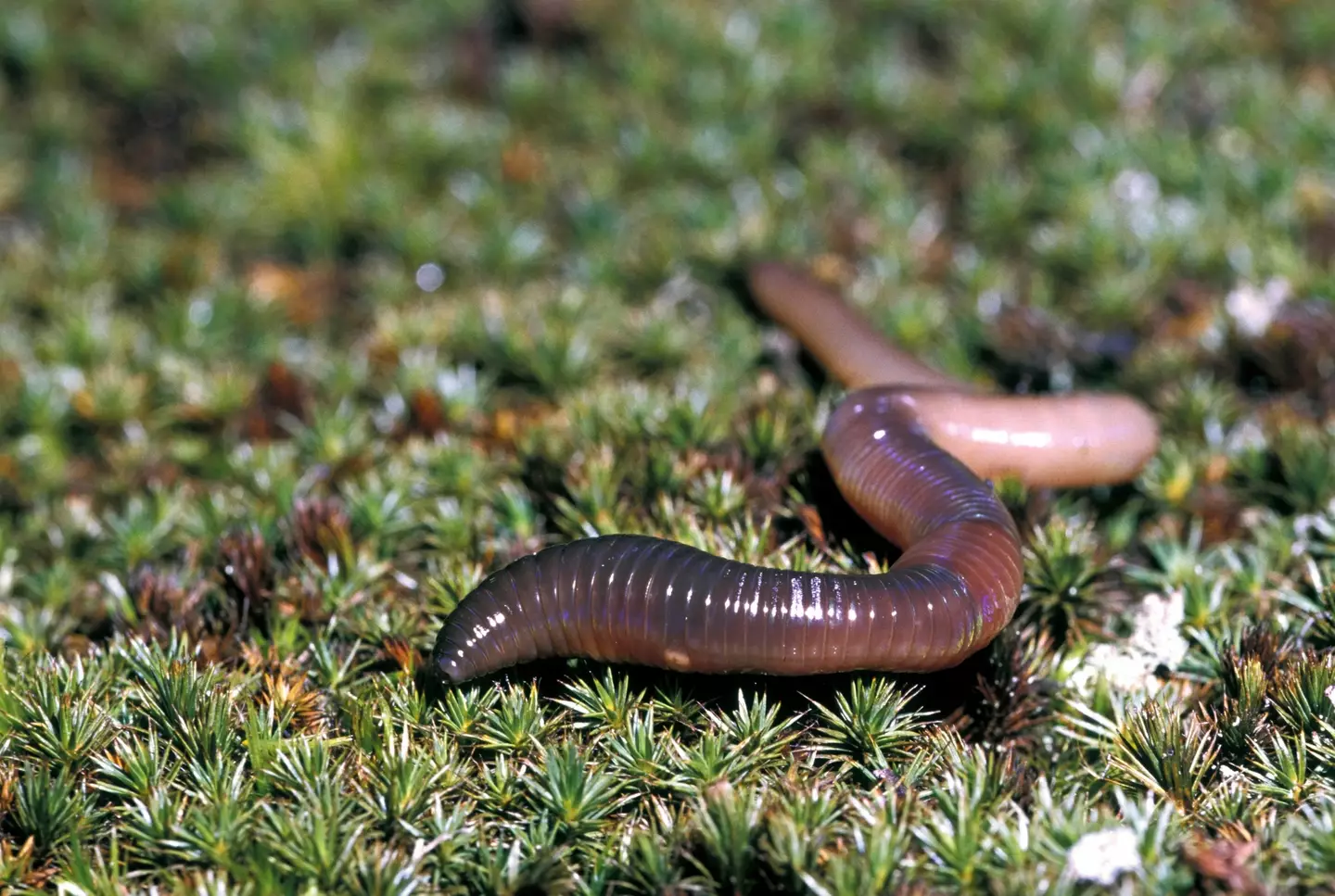 Worms could be the answer to immortality (Ed Reschke/Getty)