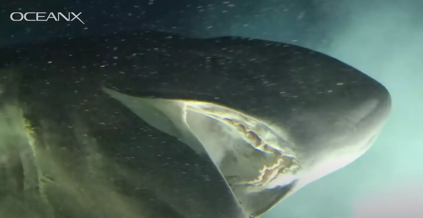 The female shark got incredible close to the submersible (OceanX/YouTube)