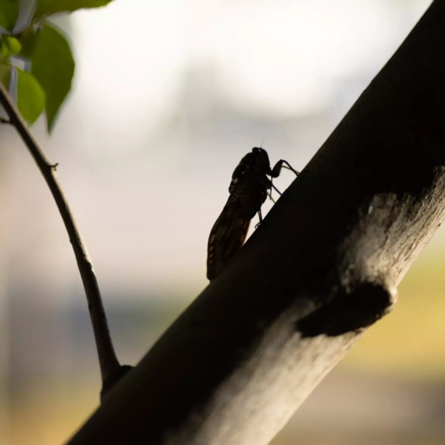 'Biggest bug invasion in centuries' in the US - but what's causing it?