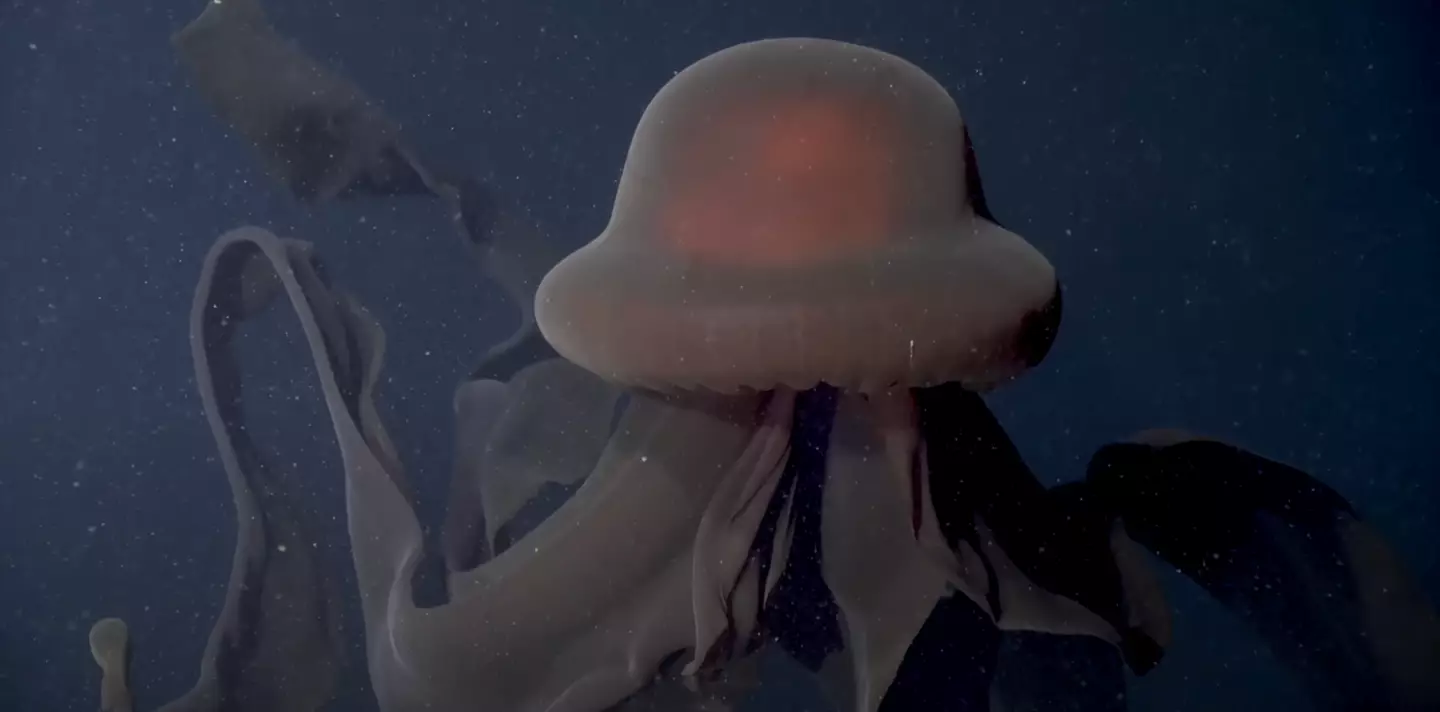 Jellyfish are the oldest multi-organ animal group on Earth, having been around for over 500 million years (YouTube/@MBARIvideo)