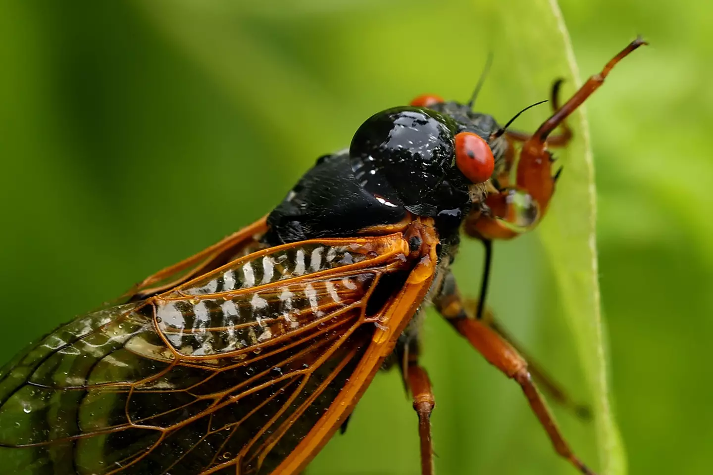 Periodical cicadas are set to invade parts of the US.