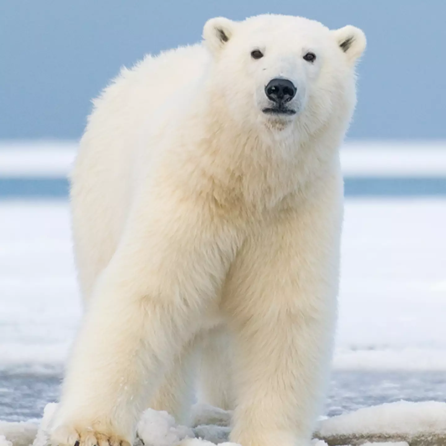 Cameras strapped to polar bears reveal heartbreaking tragedy in the melting Arctic