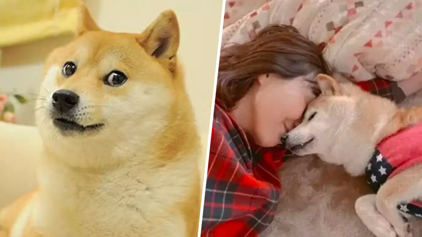 Kabosu, the beloved Doge meme dog, has passed away 