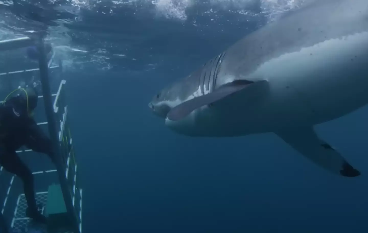 The 18-foot shark attacked Brandon McMillan's cage. Discovery
