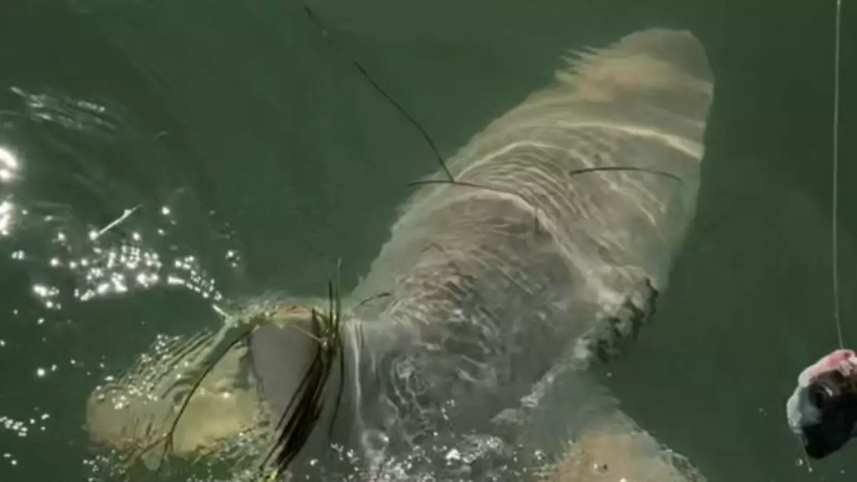 TV reporter tackles sharks big and small, including a 'monster