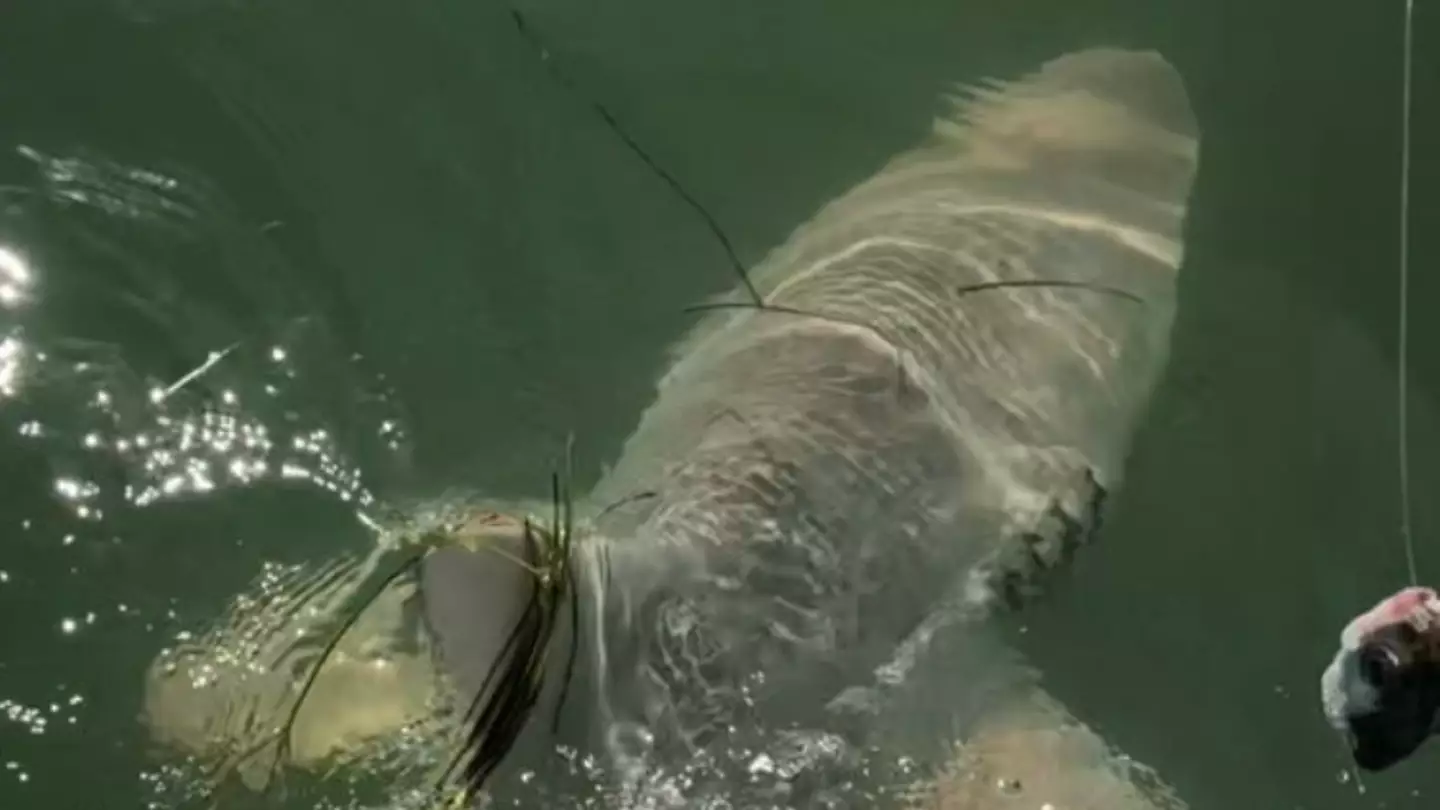 Moment fisherman reels in huge shark to discover another sea monster had eaten it
