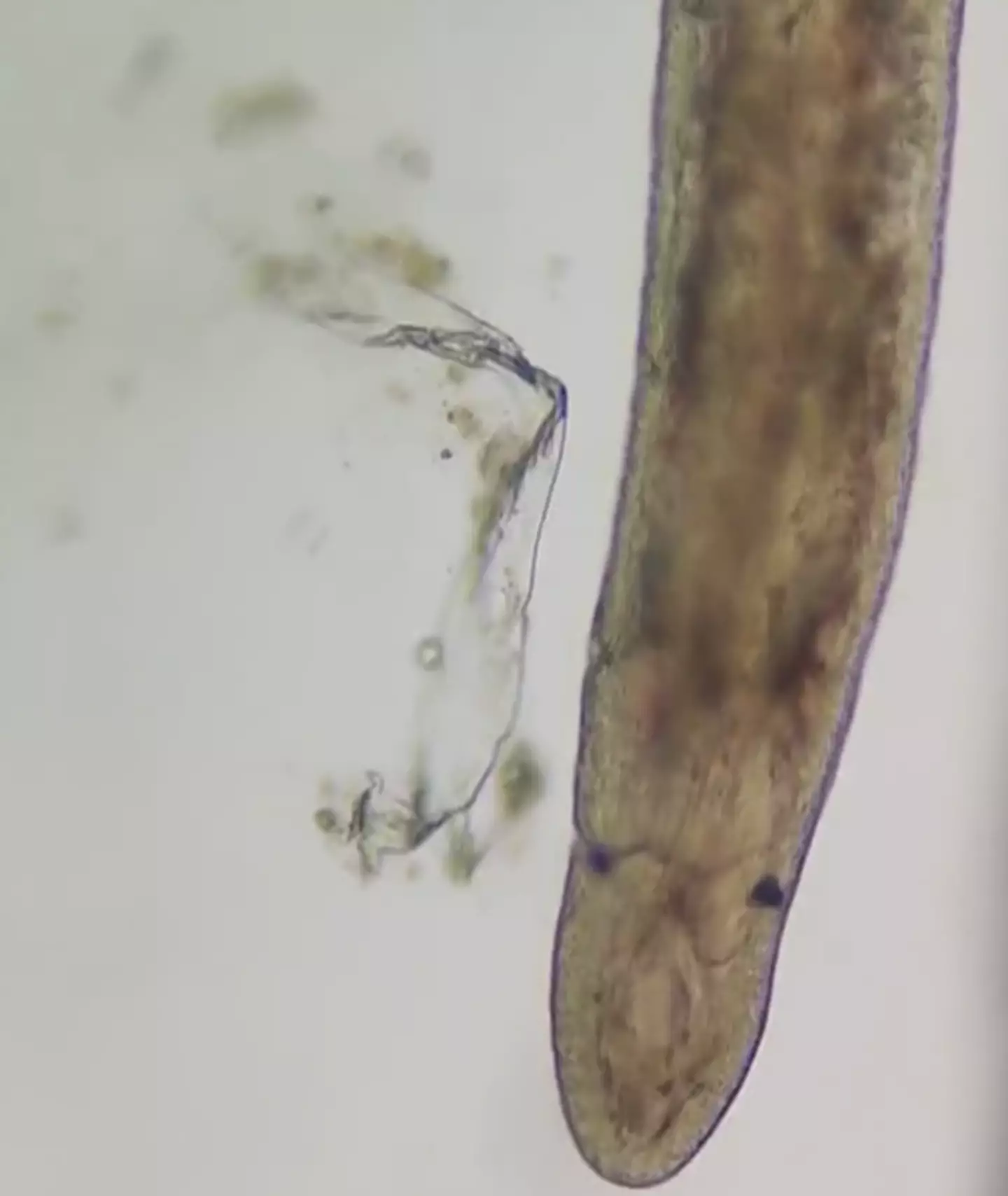 Say hello to this little fella in your water. (TikTok/ microscope.vision)