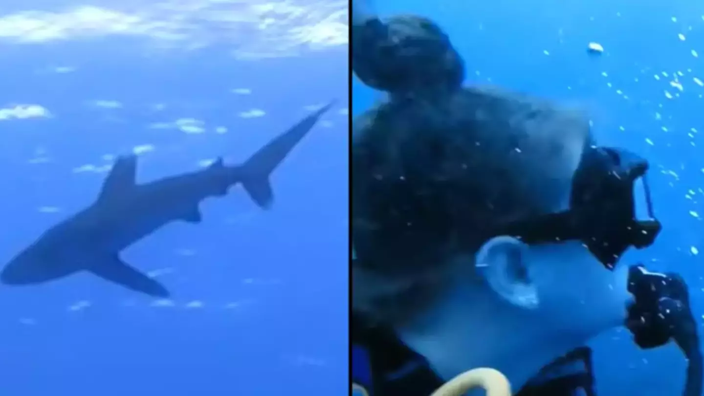 Shark attack footage so horrifying you can hear the screams underwater