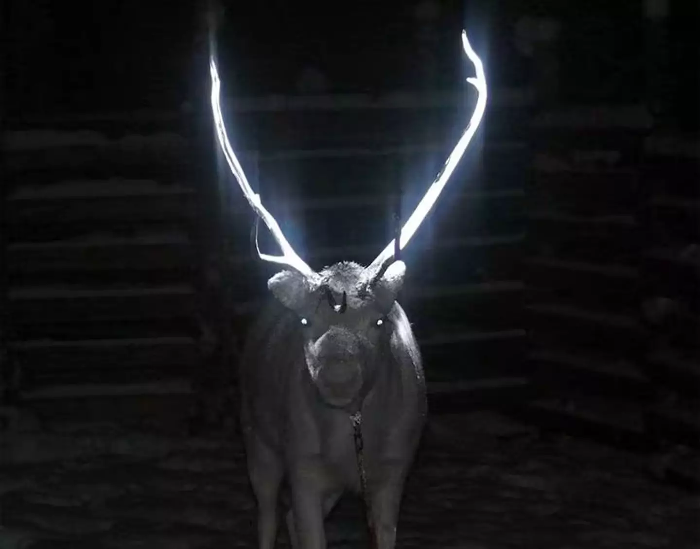 People reckon the real reason the reindeers antlers were glowing in the dark is quite terrifying (X/@AMAZlNGNATURE)