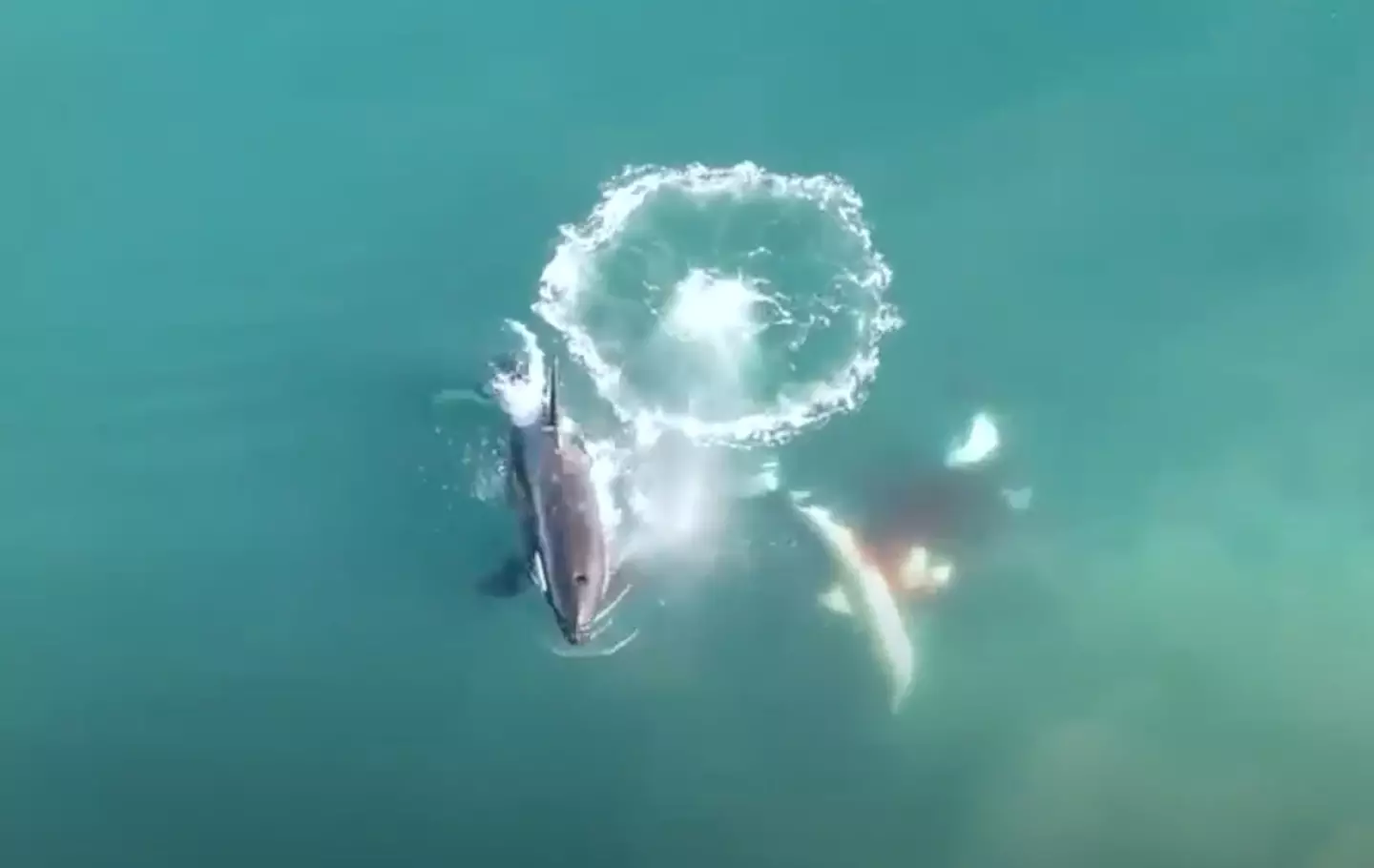 The footage shows two orcas attacking a great white shark. (Sea Search Research and Conservation)