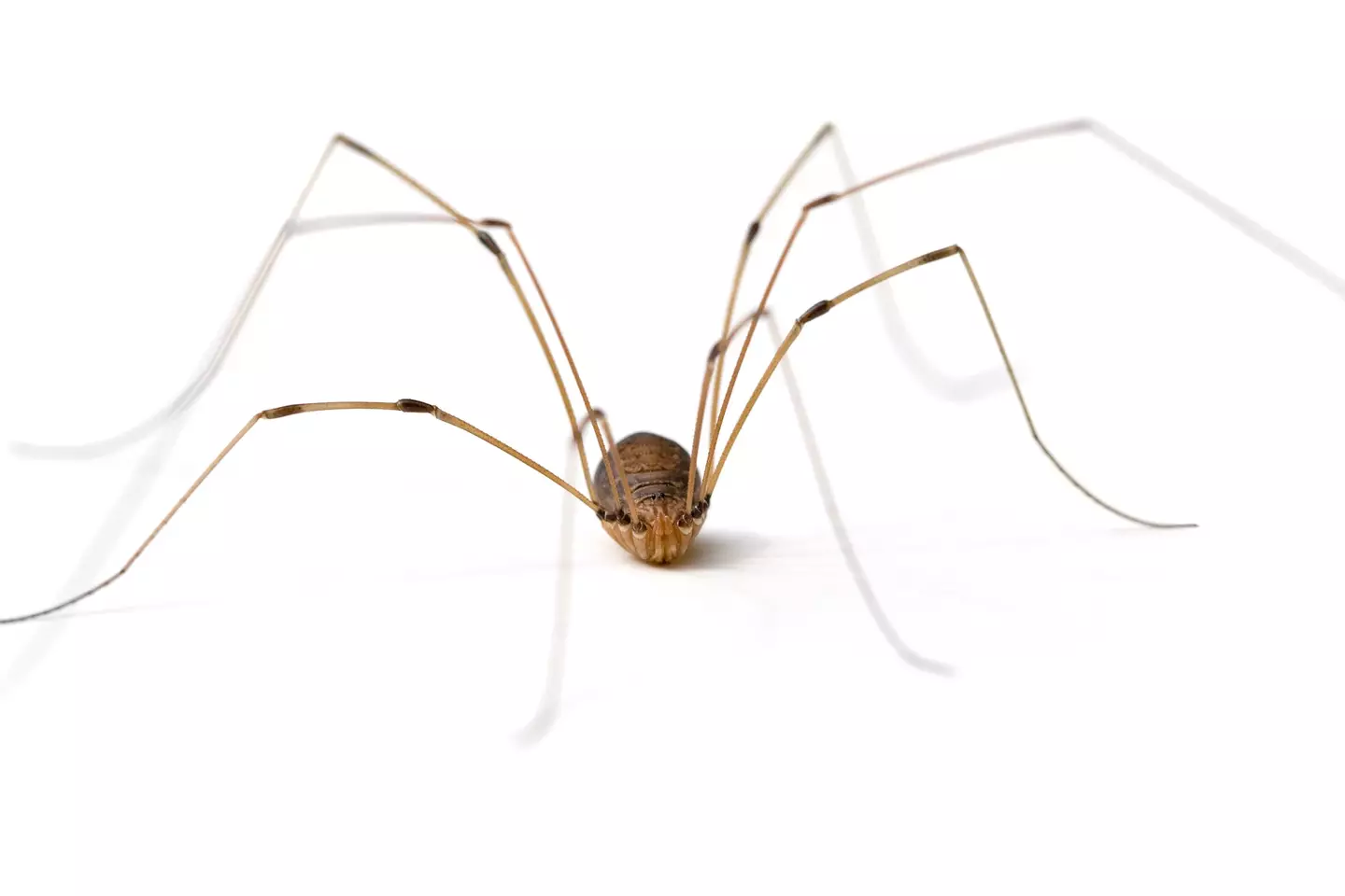 The daddy long legs, also known as the harvestman. (Getty Stock Photo)