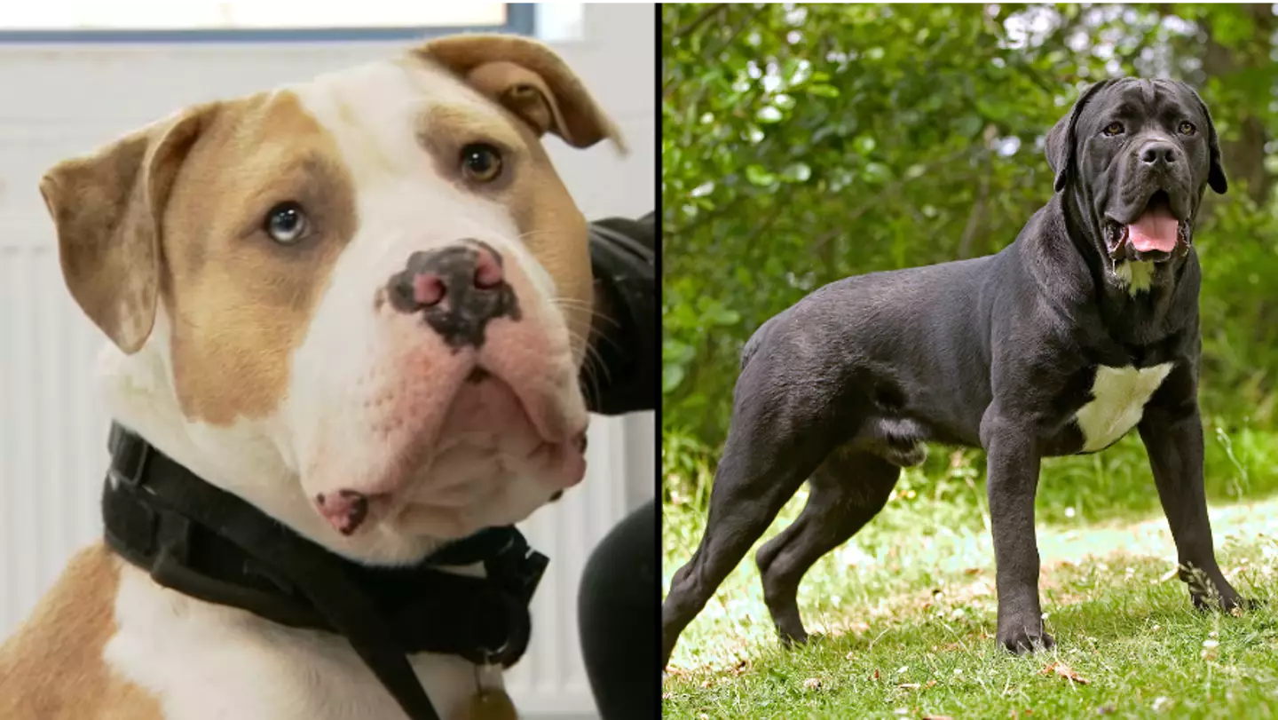 Expert warns which dogs will appear on streets if XL bully is banned