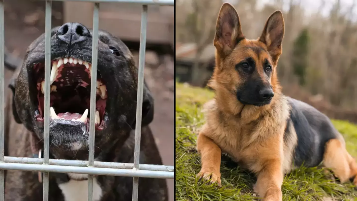 5 most dangerous dog breeds in UK might surprise you as XL Bully ban comes into force