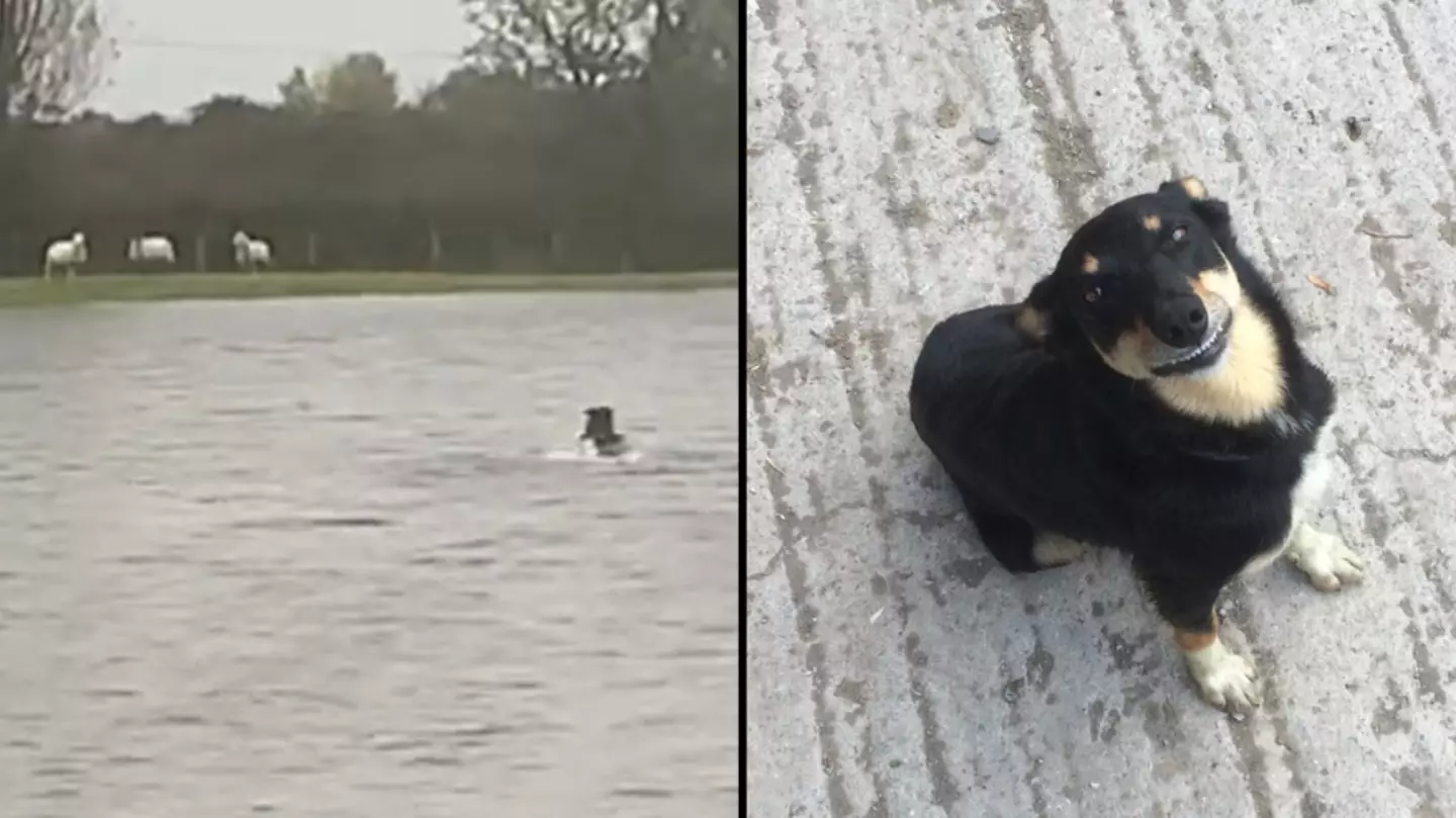 Incredible moment sheepdog saves ewes who were cut off by floodwater from Storm Babet
