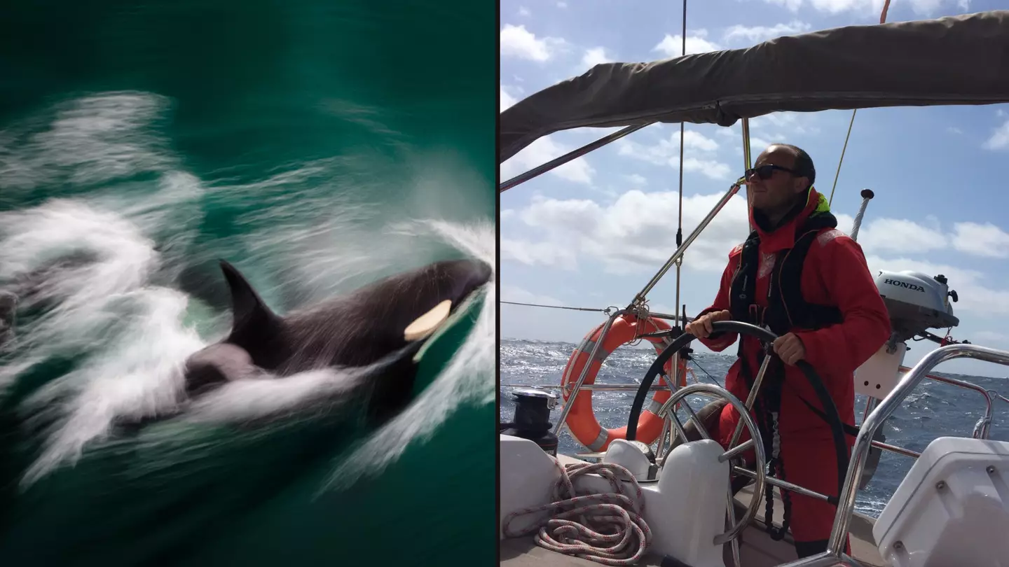 Orcas sink yacht after relentless 45 minute attack