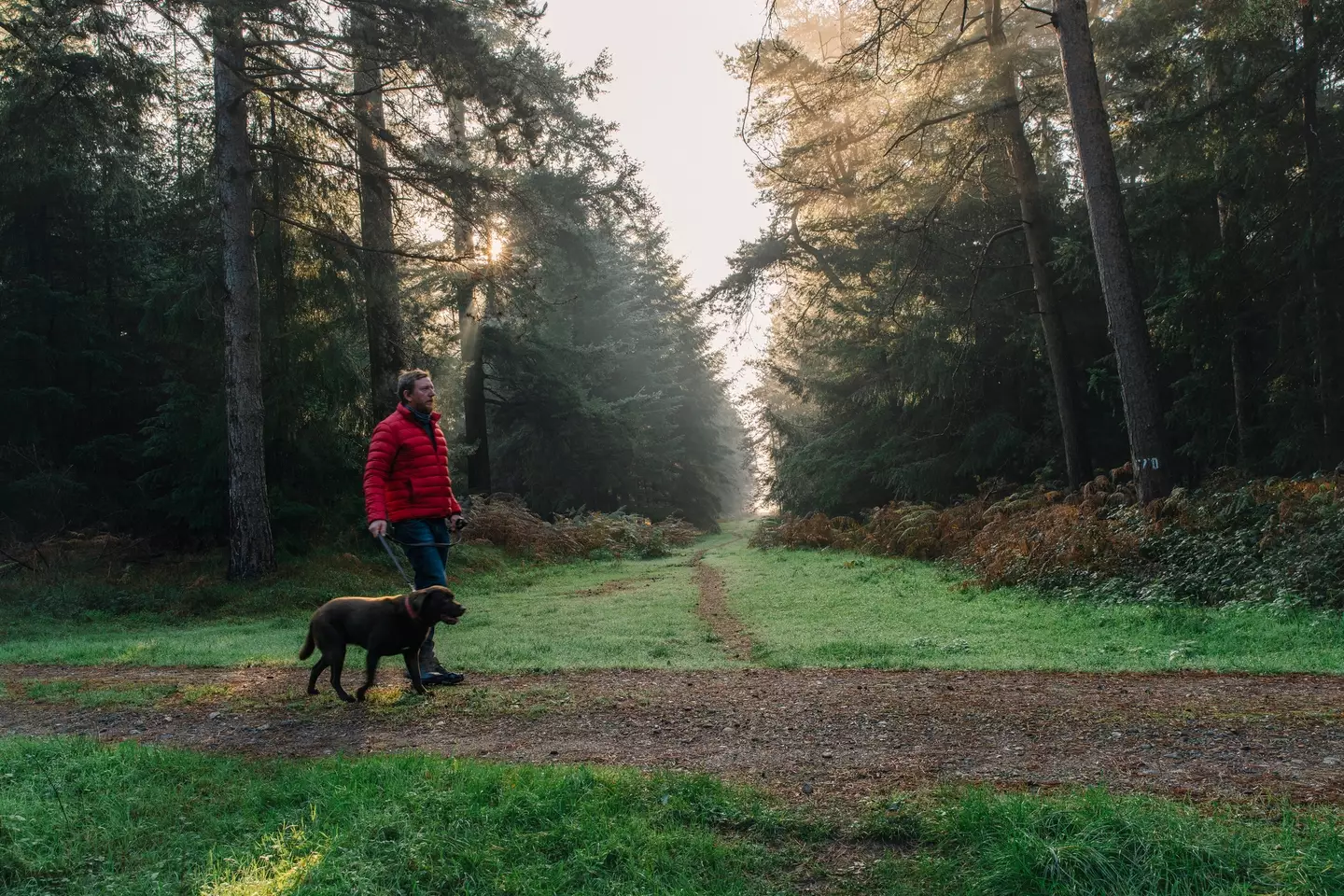 To help minimise the dangers, you should avoid walking your dog between the hours of 10am and 4pm (Justin Paget/Getty Stock Image)