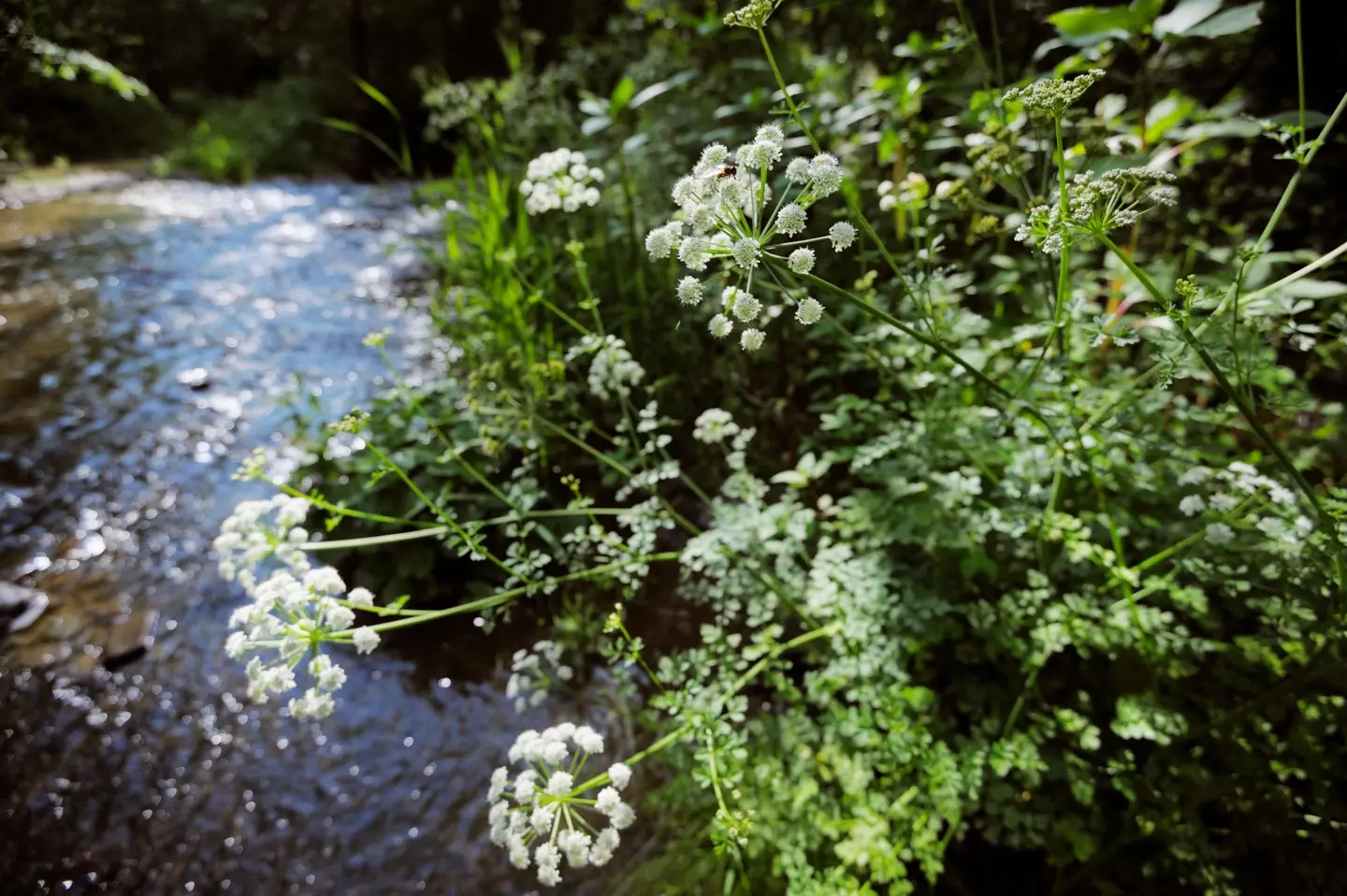 Hemlock Water Dropwort is highly toxic.