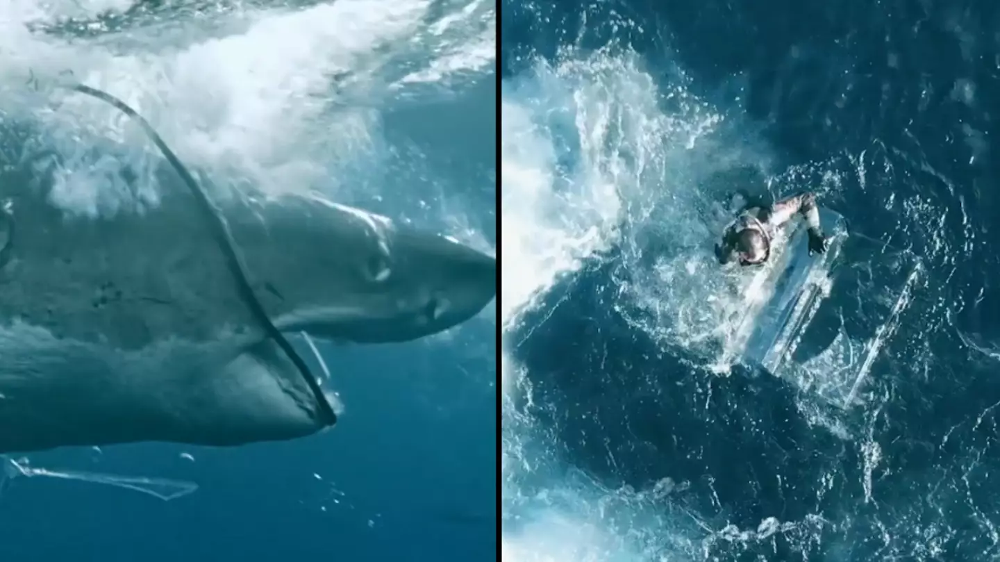 Great white shark smashes through diver’s cage in real-life Jaws moment