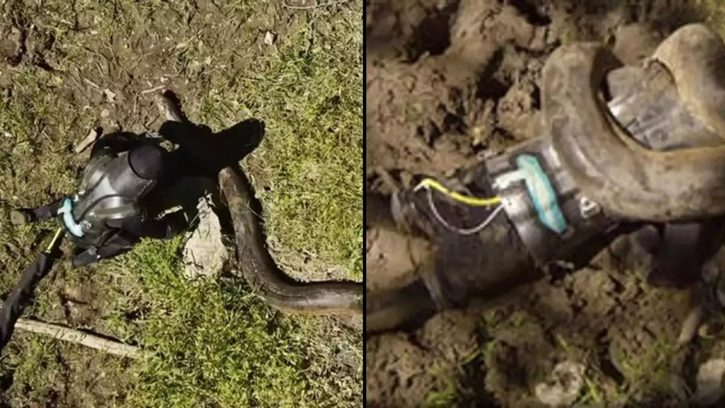 Man who tried to get eaten alive by a snake and immediately regretted it explains why he did it