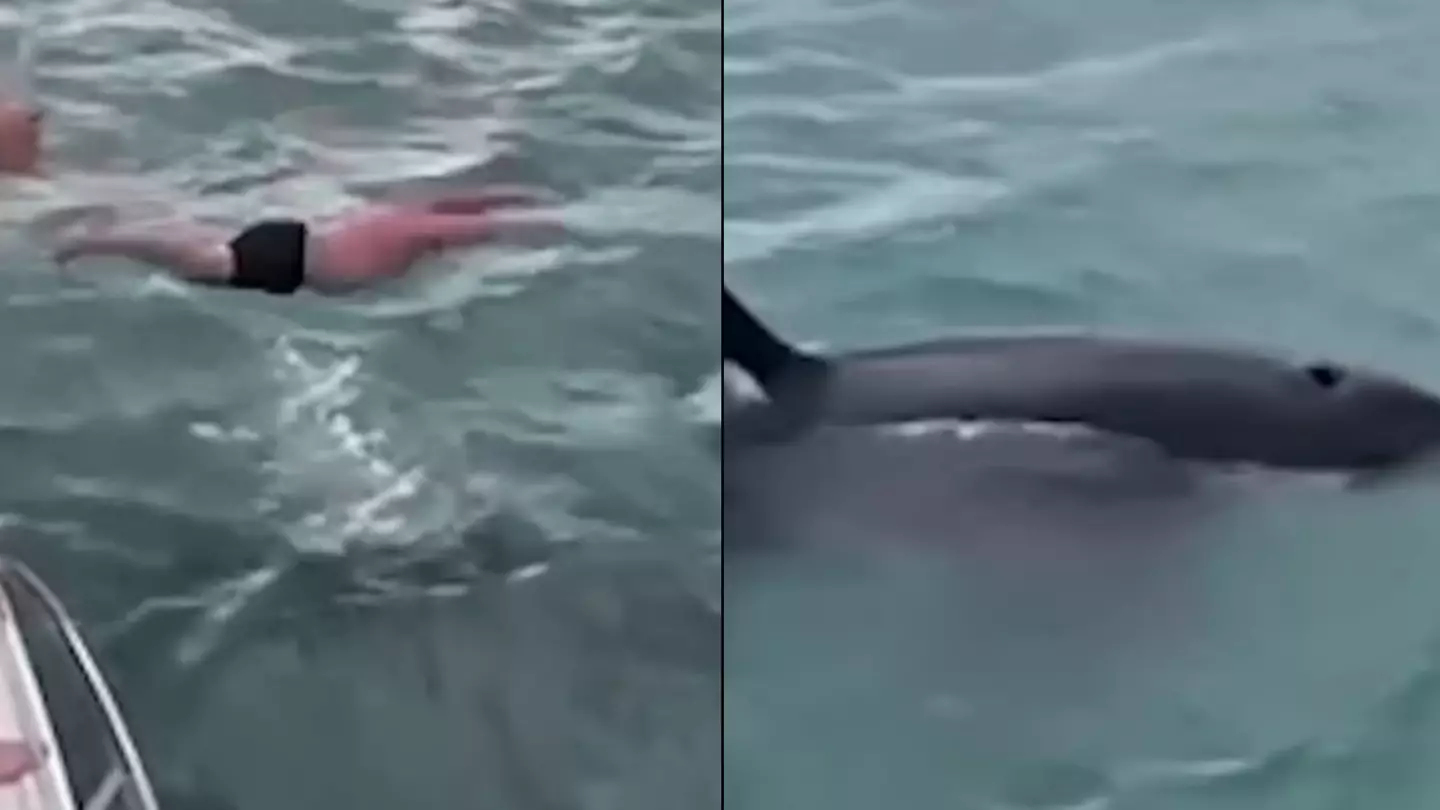 Cruel moment man jumps off boat and 'bodyslams' wild killer whale as friends cheer him on