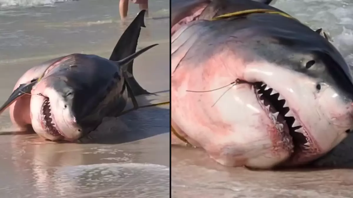 Video shows fisherman hook great white shark off Florida