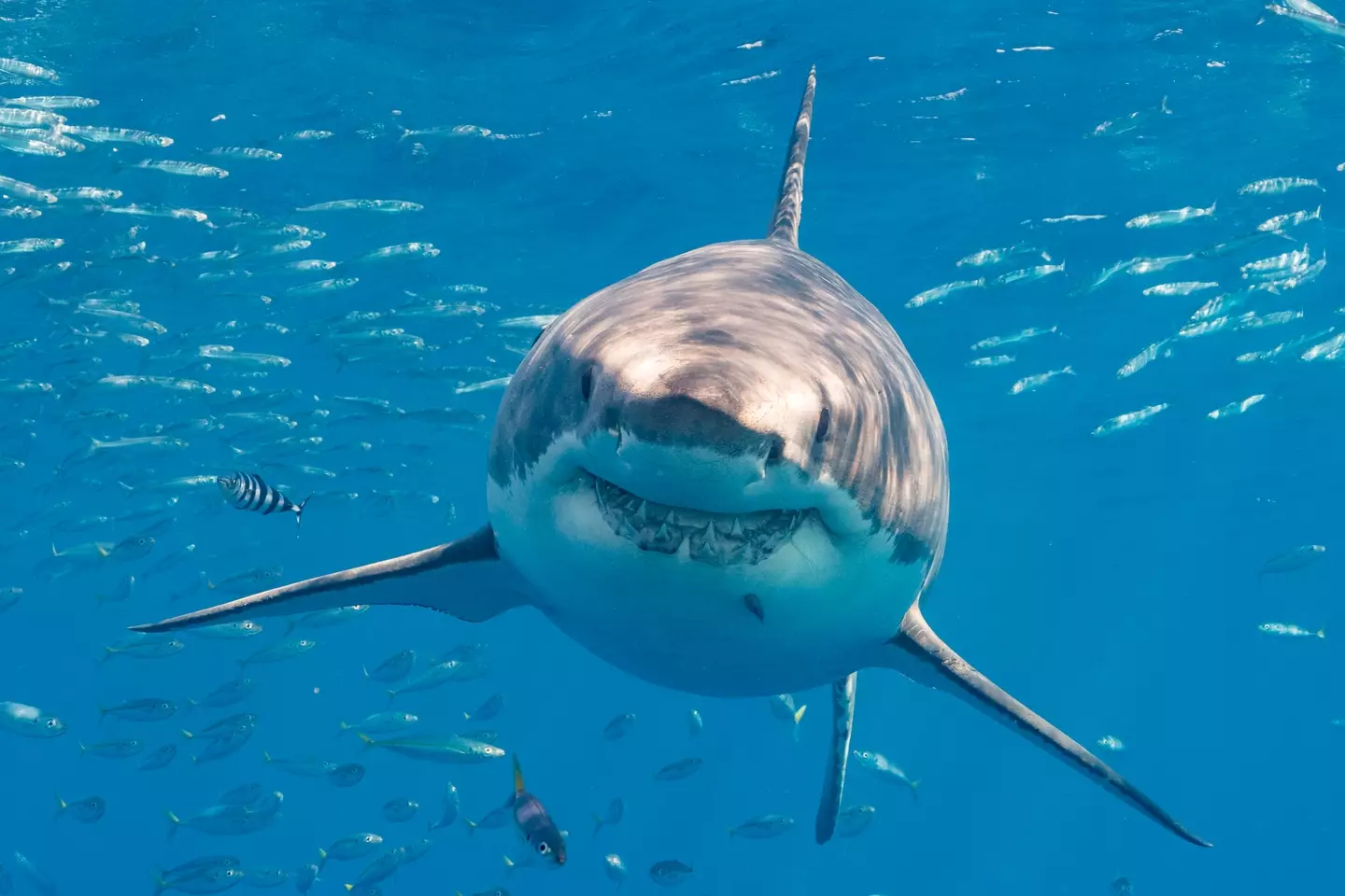 Two of their friends stayed in the water to 'battle' the shark, Mrs Smith says. (Getty Stock Photo)