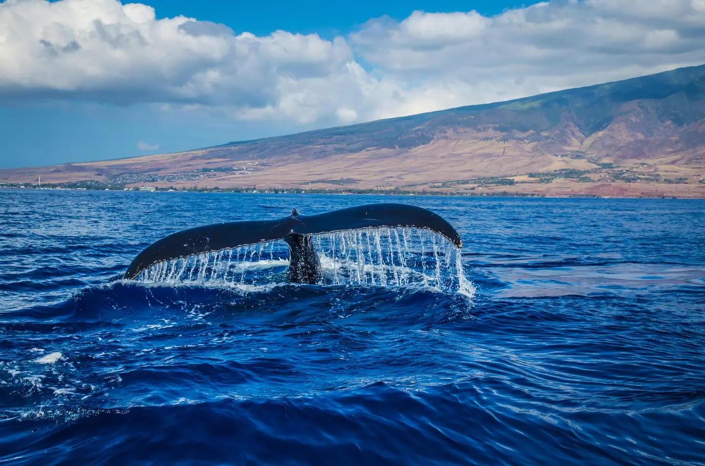 Sperm Whales have been known to dive down to below 3,000 feet, and have been spotted at oil rigs previously. (Pexels)