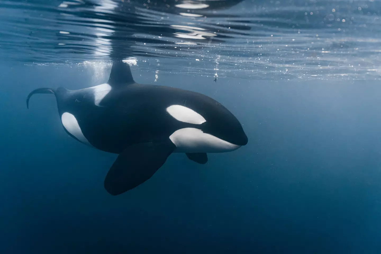 Orcas are one of the most deadly predators in the ocean. (Getty Stock Image)
